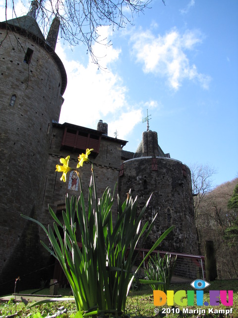 SX13544 Daffodil (Narcissus) outside gate of Castle Coch